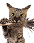 Bild in Galerie-Betrachter laden, Stab Kitty Petit – Elegantes Spielvergnügen für anspruchsvolle Katzen
