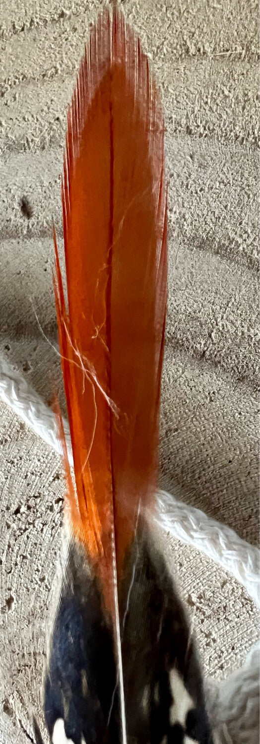 Special Edition – Sprössel Angel – Elegantes Spielvergnügen für deine Katze