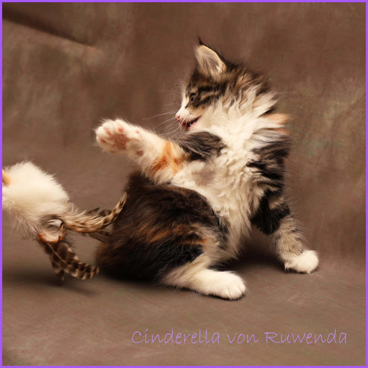 Stab Kitty Petit – Elegantes Spielvergnügen für anspruchsvolle Katzen